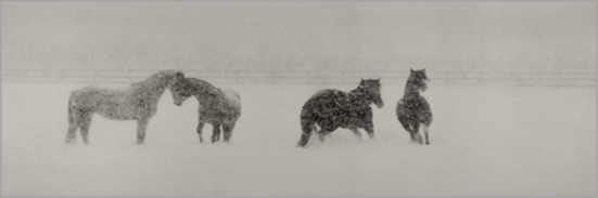 © Linda McCartney/Paul McCartney - Horses in Snow - 31-Studio Platinum Print