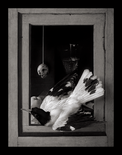 © Paul Kilsby - Still Life with a Golden Oriole - 31-Studio Platinum Print