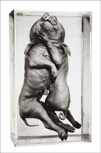 © Dazeley - Siamese Twins - 31-Studio Platinum Print